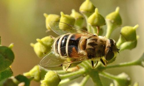 Réf. 192 578 : Eristalis arbustorum